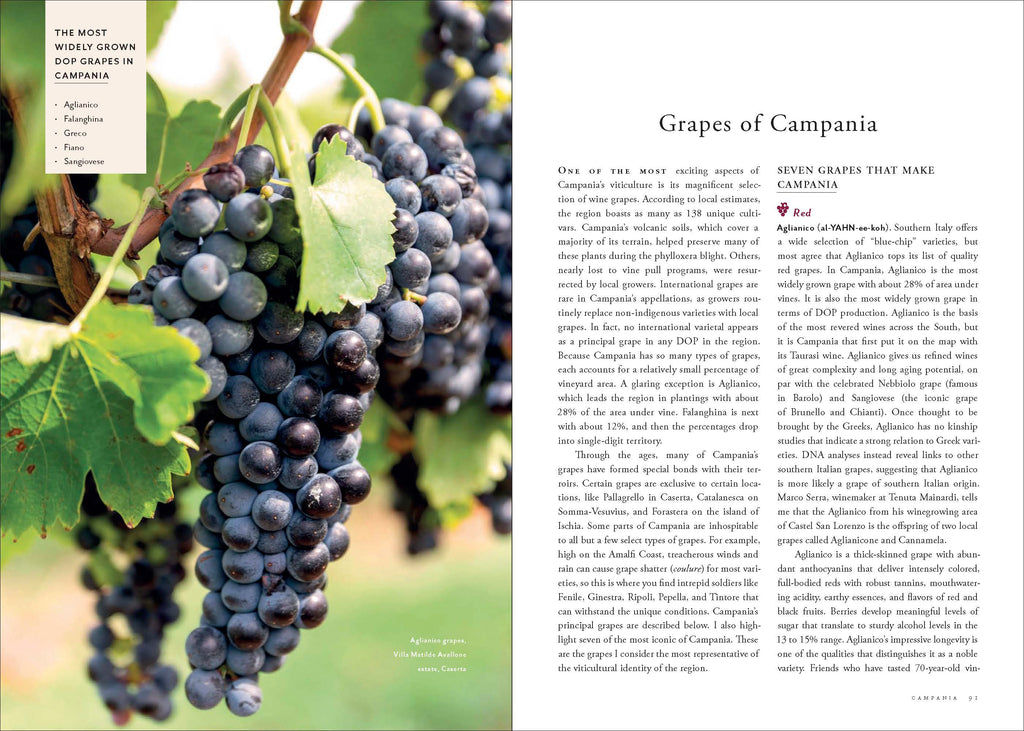 Places of Origin: Wines of Southern Italy-Campania, Calabria, Basilicata and Puglia