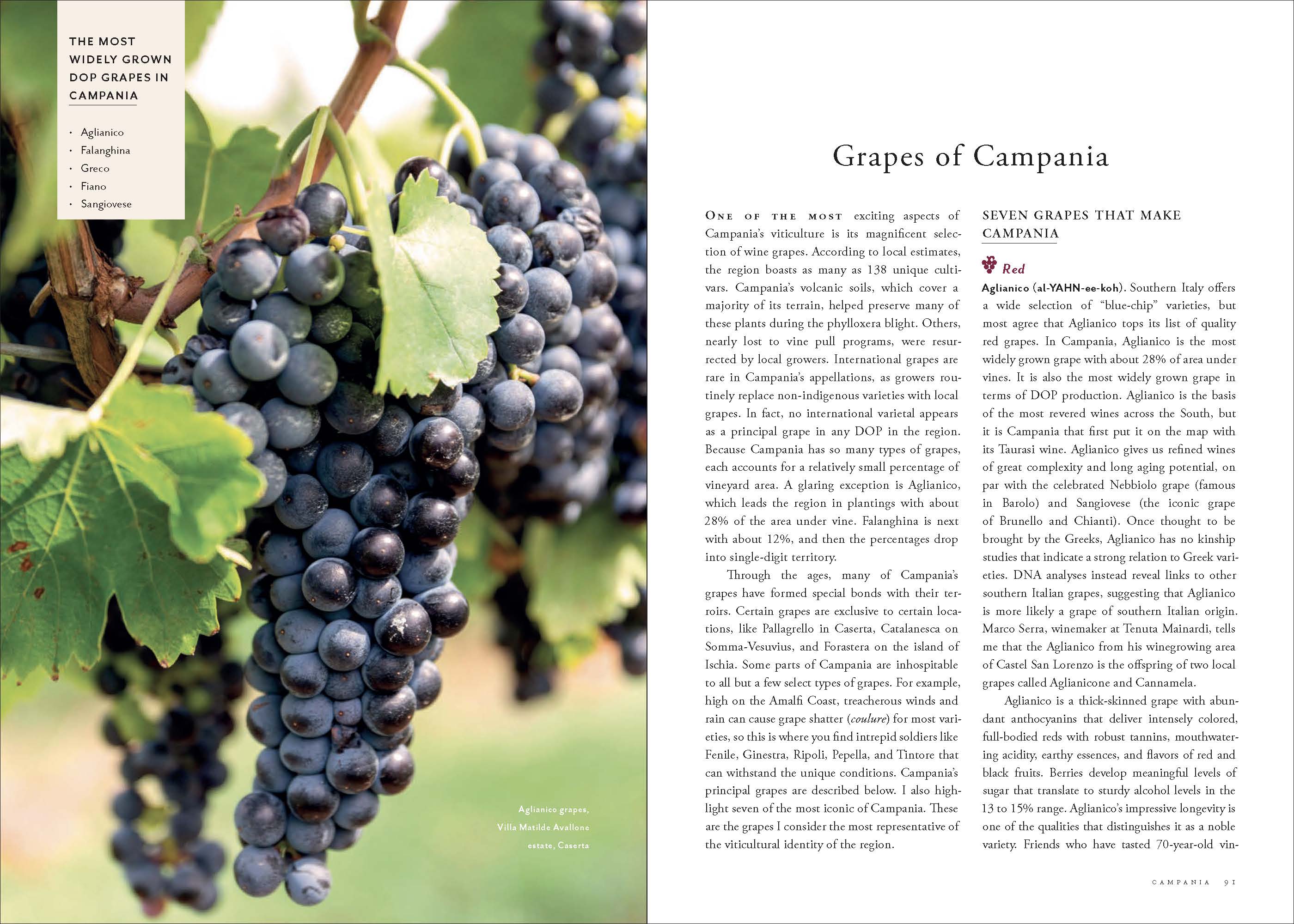 Places of Origin: Wines of Southern Italy-Campania, Calabria, Basilicata and Puglia